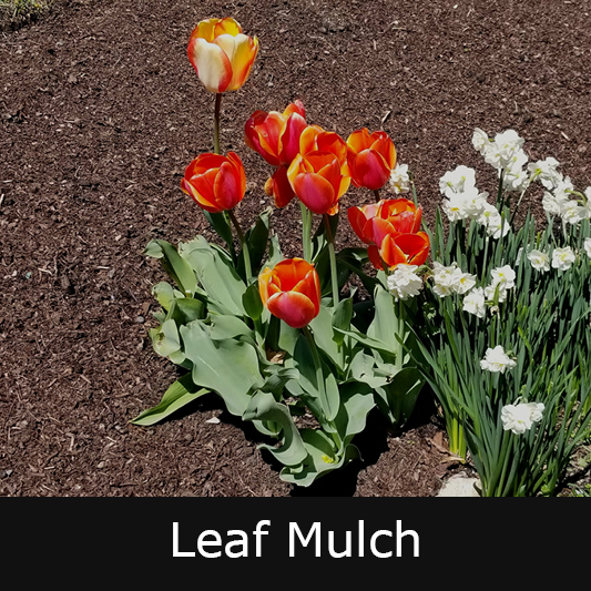 Leaf Mulch Leaf Mulch